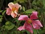 Rosa chinensis Mutabilis1